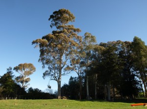 Eucalyptus botryoides at Hackfalls Arboretum